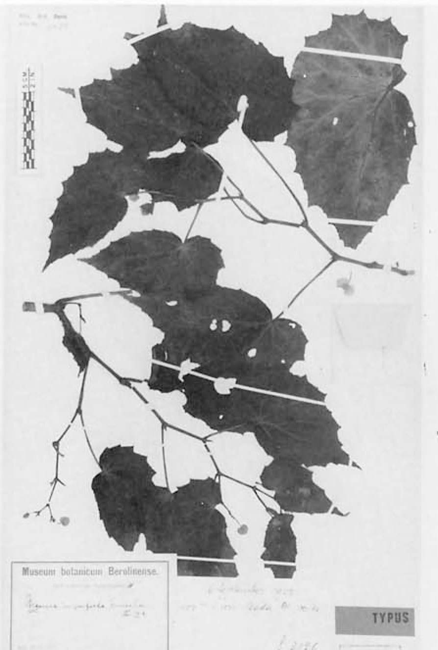 B. imperfecta